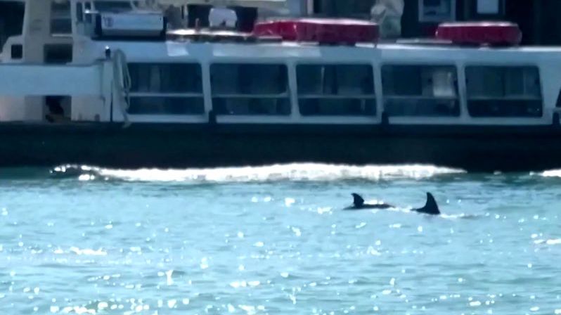 Do Benátek se zatoulali delfíni. Tentokrát opravdu